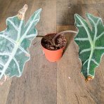 Alokázia amazonica (Alocasia amazonica) ´POLLY´- výška 20-30 cm, kont. C1L